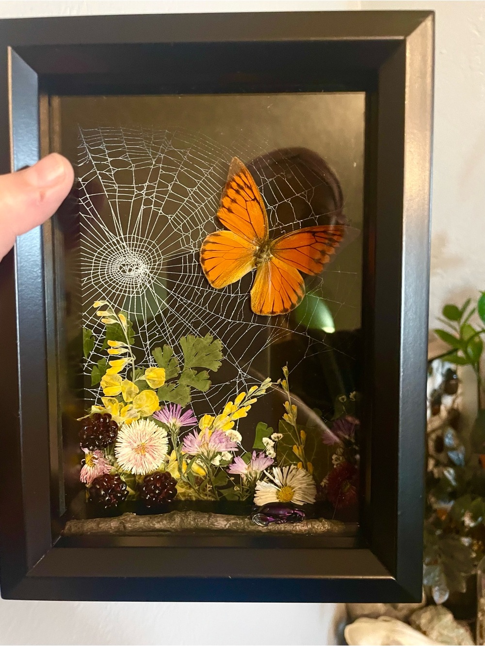 Orange Butterfly Shadowbox overlaying spiderweb